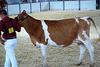 Guernsey Cow Show